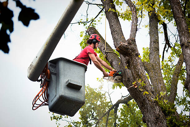 Emergency Storm Tree Removal in Fort Smith, AR